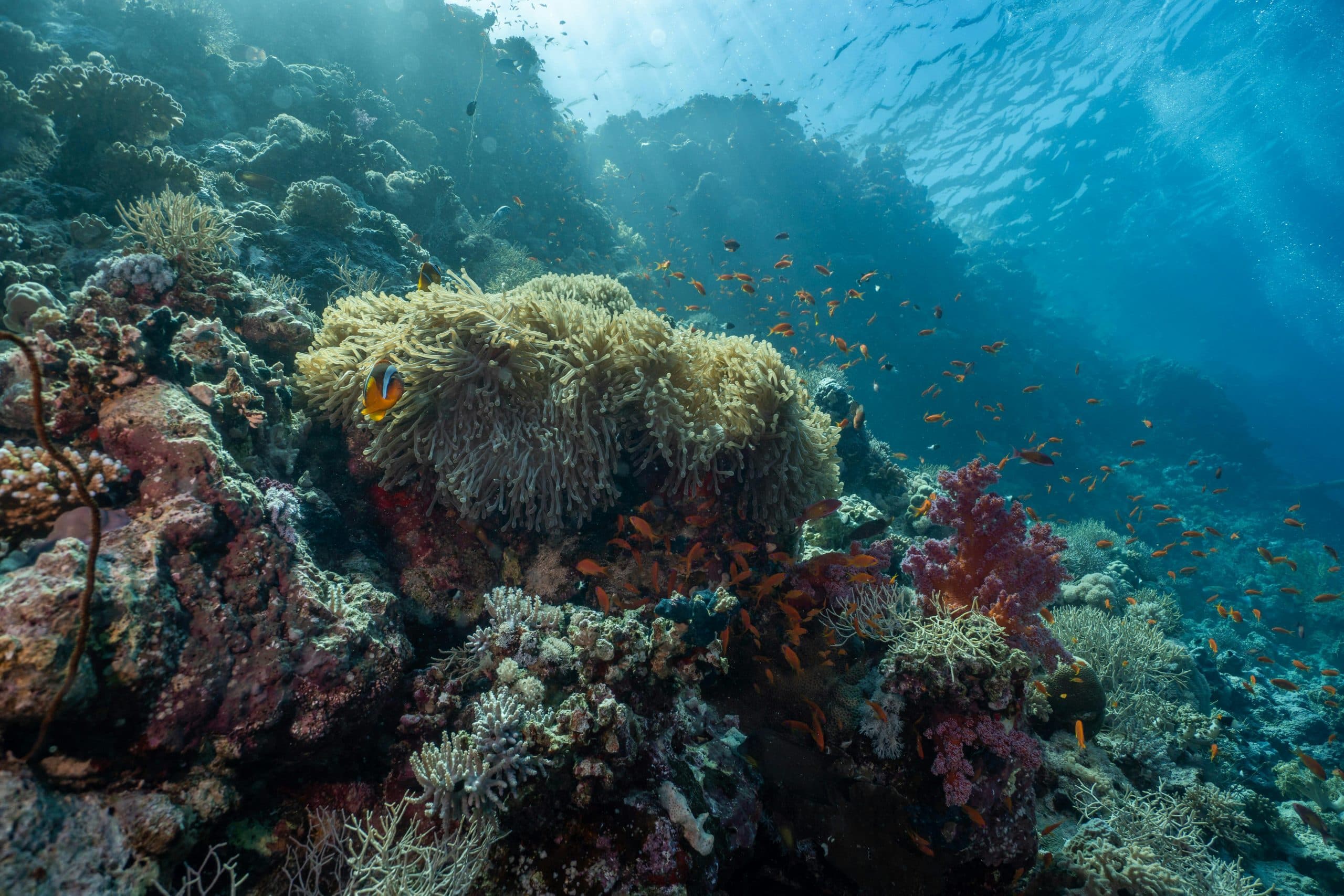 Nueva sesión comunitaria revisa avances del plan de manejo marino